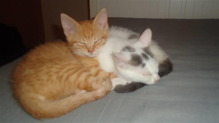 Huskat Tom - Tom sammen med søsteren Frida billede 2