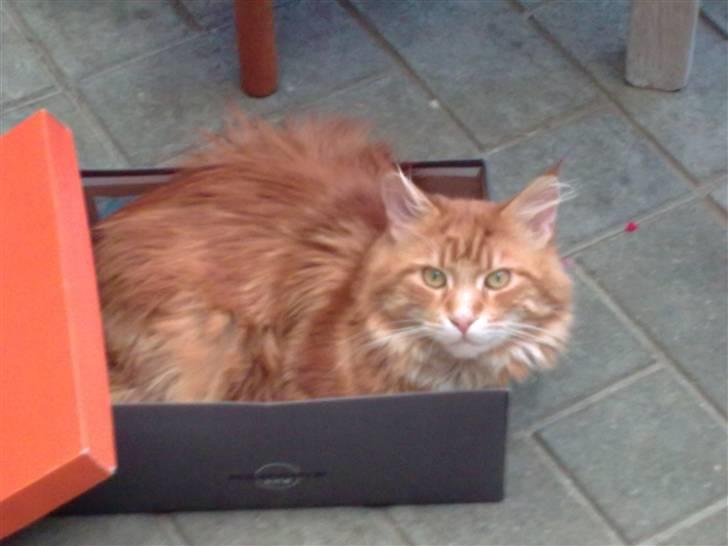 Maine Coon Cæsar billede 7