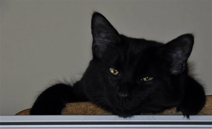 Maine Coon Kratos - Afslapning DeLuxe. billede 13