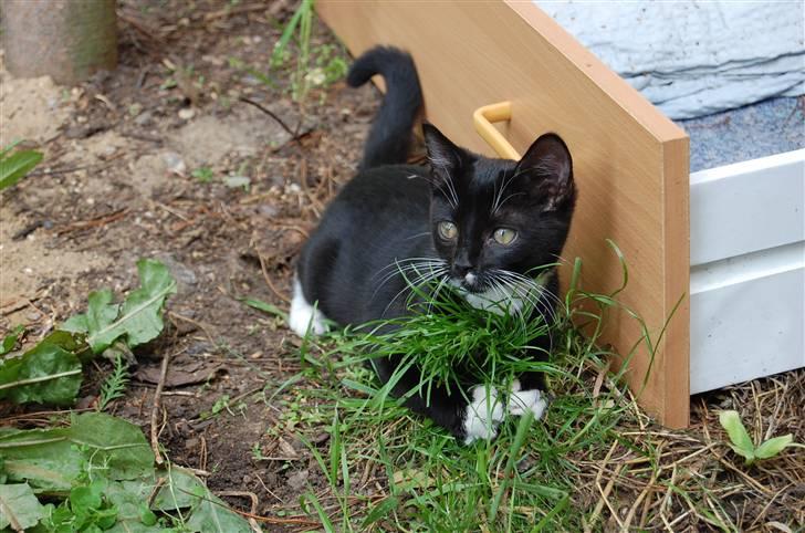 Huskat Katie - Der var en ondskabsfuld græstot der skulle have nogle bank ;] billede 7