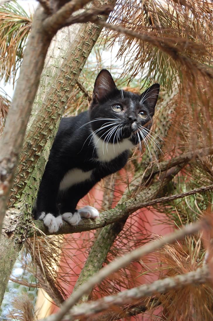 Huskat Katie - Spidermonkey - mon man kan komme endnu højre op?  billede 9