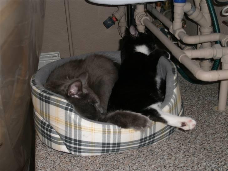 Huskat Katie - Man ligger godt i den nye kurv - der er bare lidt trængt... billede 10