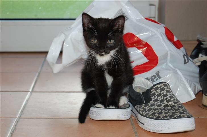 Huskat Katie - Minimis og hendes gode ven sko, kort efter hun var kommet :] billede 12