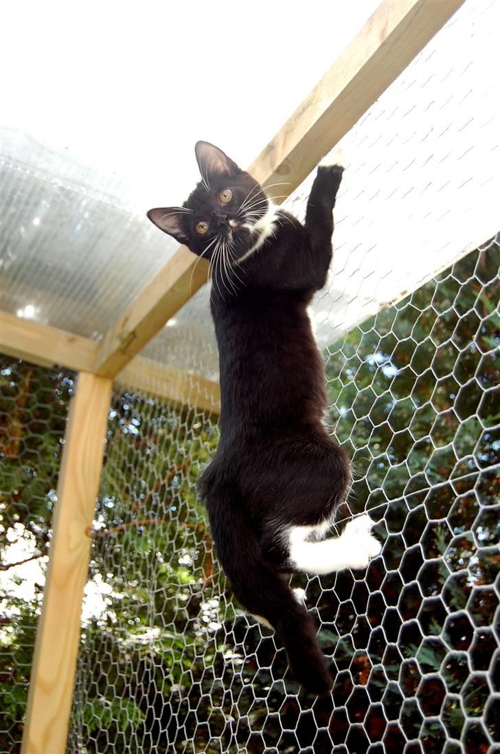 Huskat Katie - Spidercat, spidercat - does whatever a spidercat does. She can swing, from a web - no she can´t, she´s a cat. Look ooooout, here comes the spider cat! :D billede 13