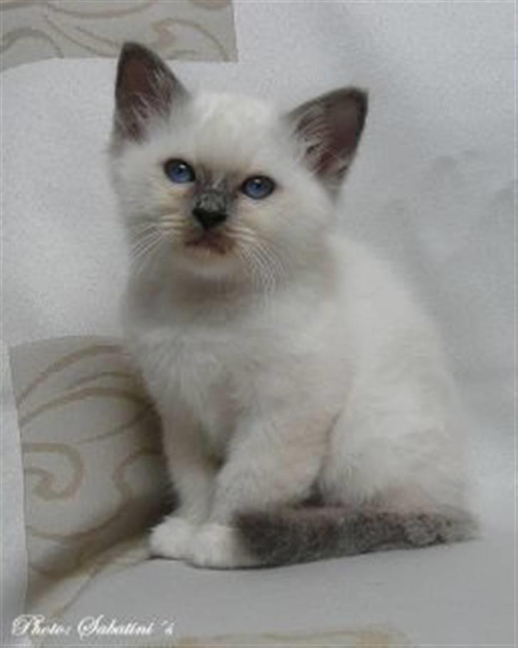 Hellig Birma humphrey billede 9