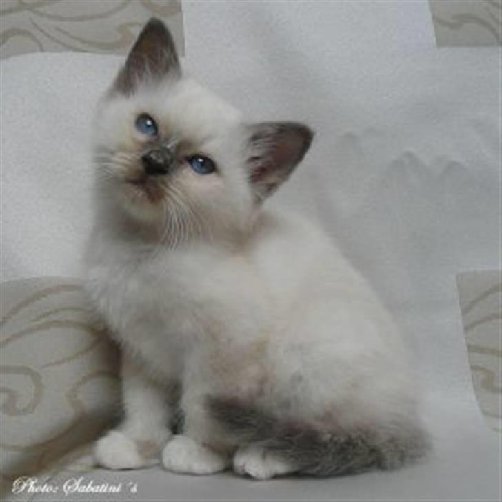 Hellig Birma humphrey billede 10