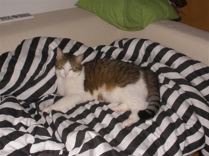 Blanding af racer Bellis billede 10