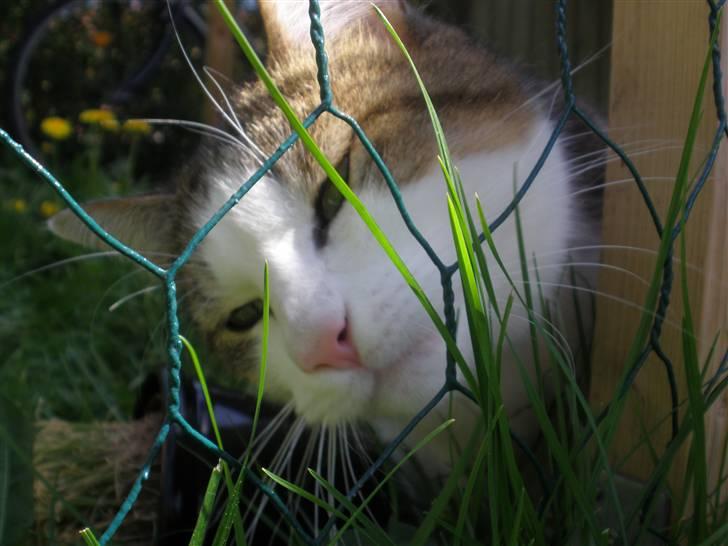 Blanding af racer Bellis billede 11