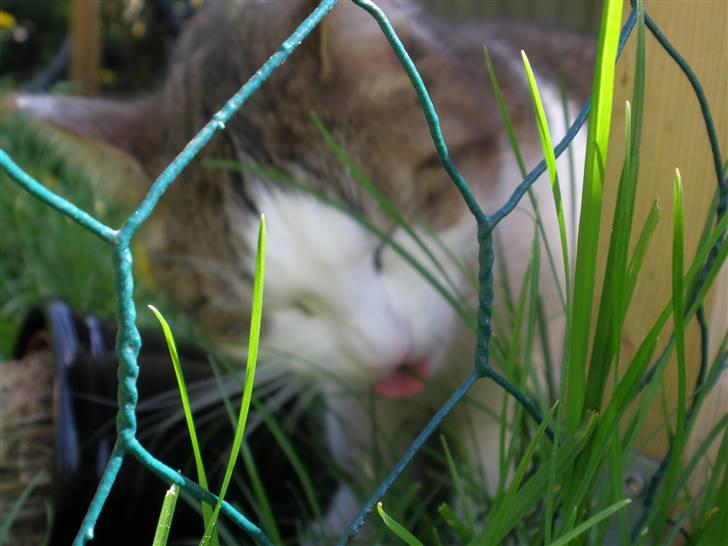 Blanding af racer Bellis billede 12