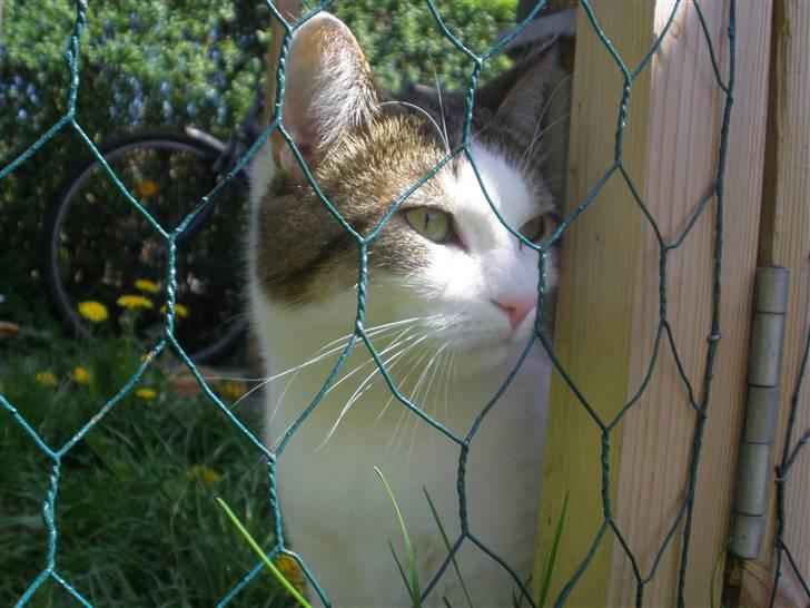 Blanding af racer Bellis billede 13