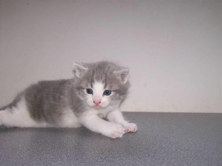 Huskat Gibbs the Silver Fox *SOLGT* - 3 uger gammel billede 10