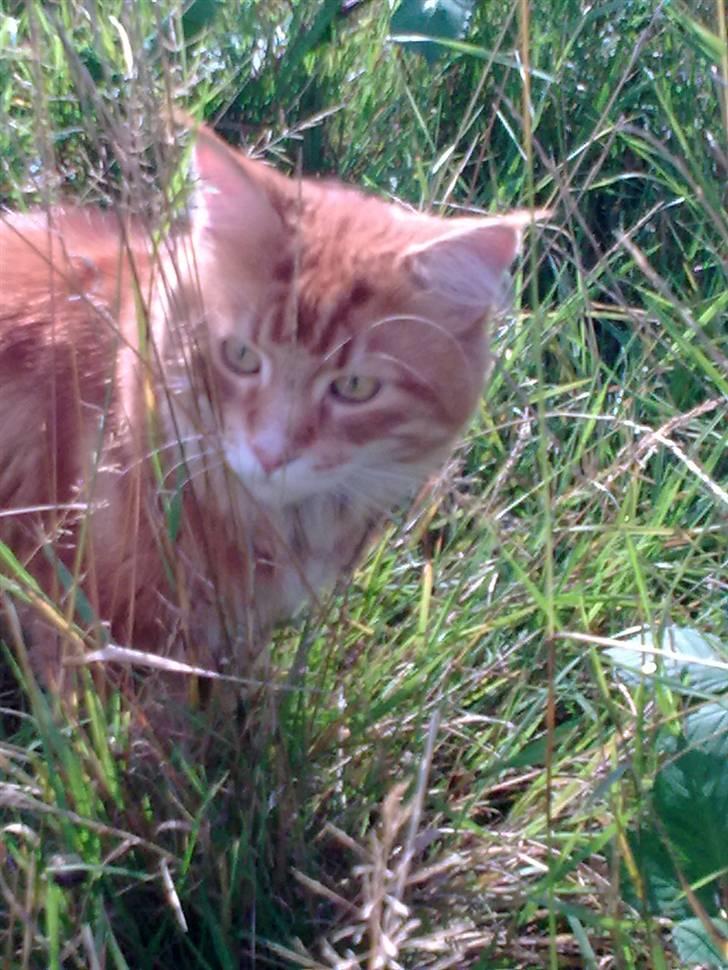 Maine Coon Cæsar billede 6