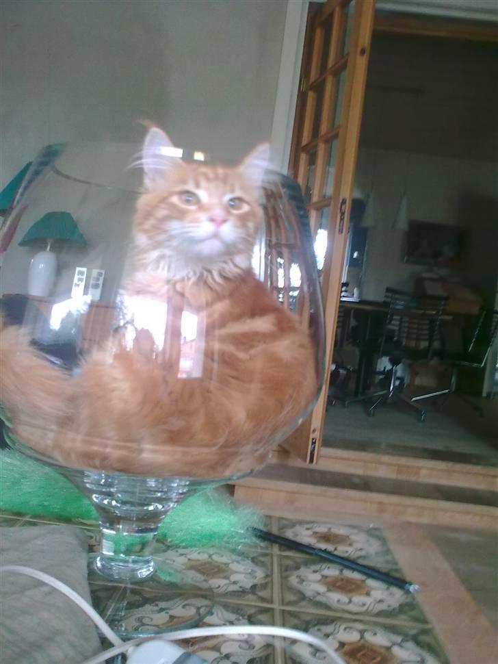 Maine Coon Cæsar billede 8