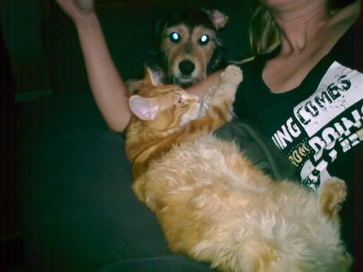 Maine Coon Cæsar billede 9