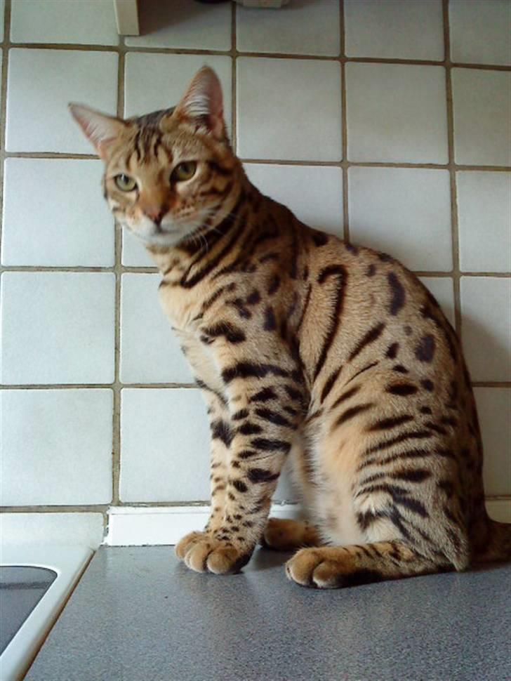 Bengal Speedy - Nyeste billede 14