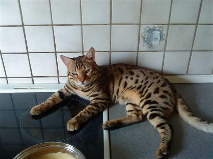 Bengal Speedy - Nyeste billede 15