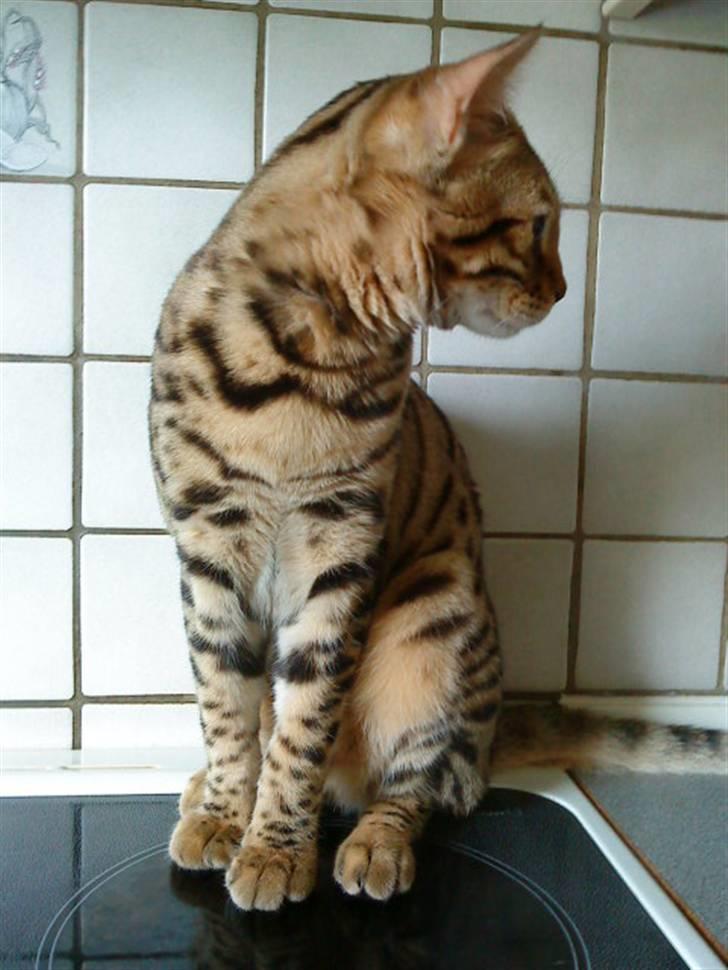 Bengal Speedy - Nyeste billede 16