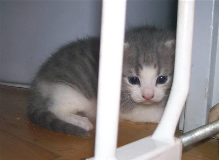 Huskat Gibbs the Silver Fox *SOLGT* - 3 uger gammel billede 11