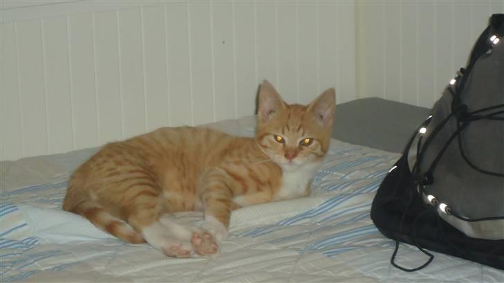 Huskat Tom - Tomkatten i køkkenskuffen:-) billede 3