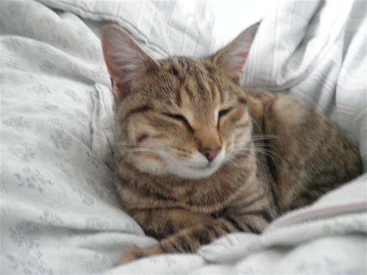 Huskat FredeBo's Mislinn - Lille mislinn tager en slapper :D billede 7