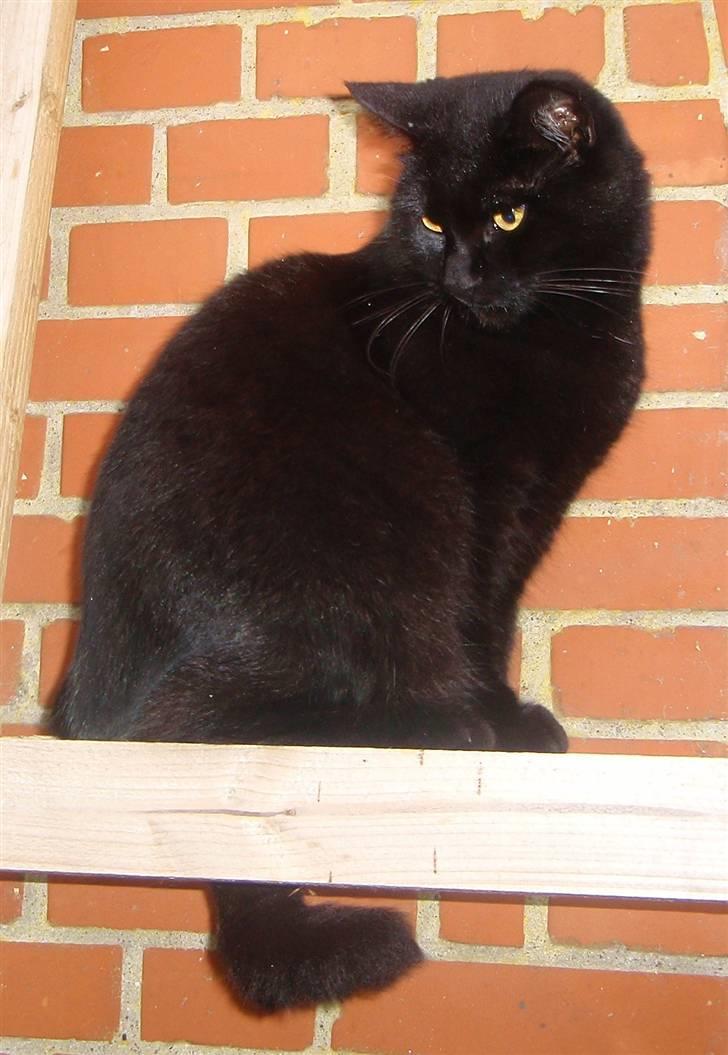 Huskat Gismo billede 5