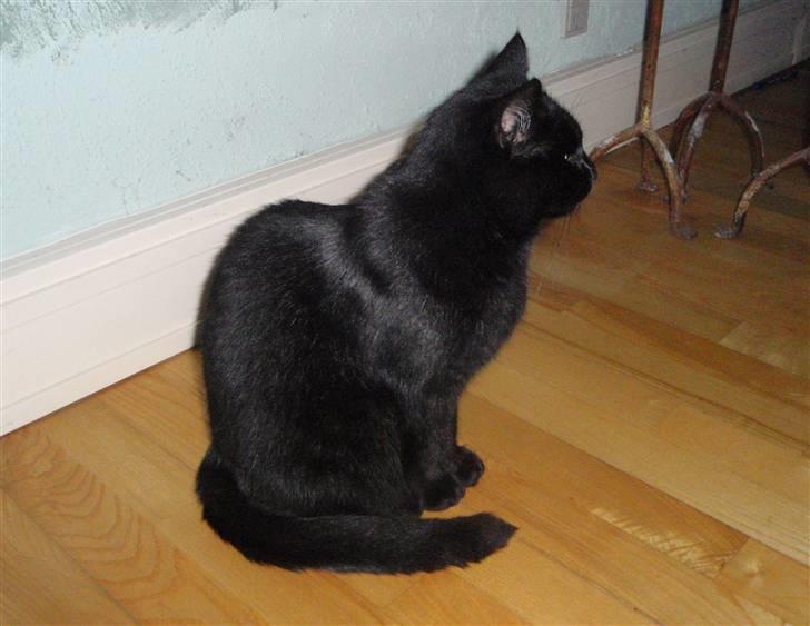 Huskat Gismo billede 6