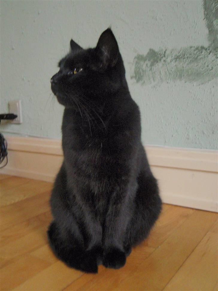 Huskat Gismo billede 7