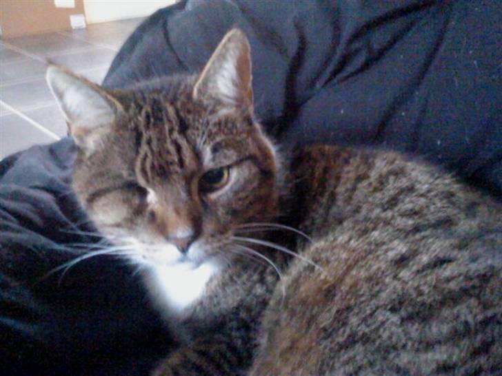 Huskat Perle R.I.P <3 billede 8