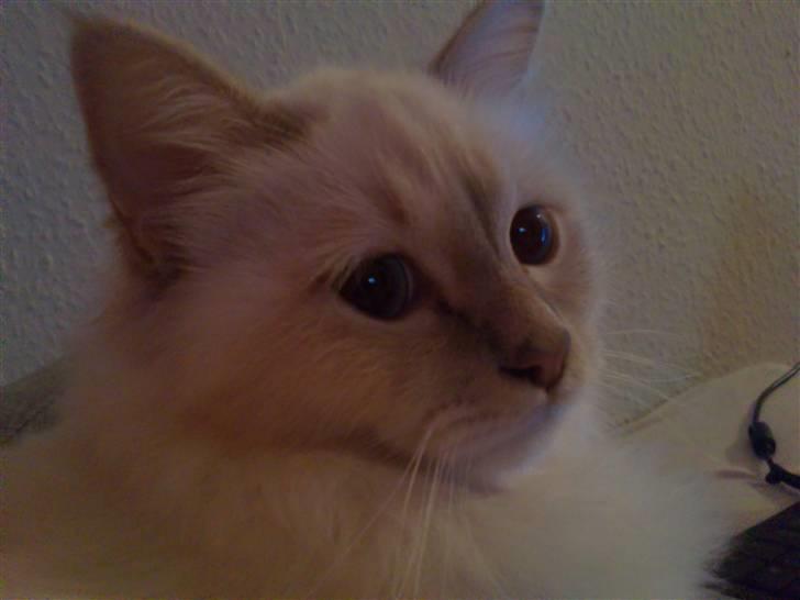 Hellig Birma DK Jytnicatz Cigurd billede 1