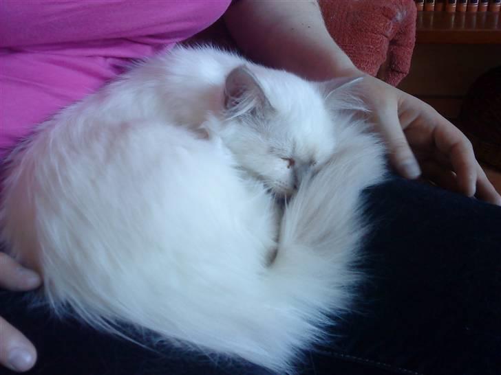 Hellig Birma Bella billede 1