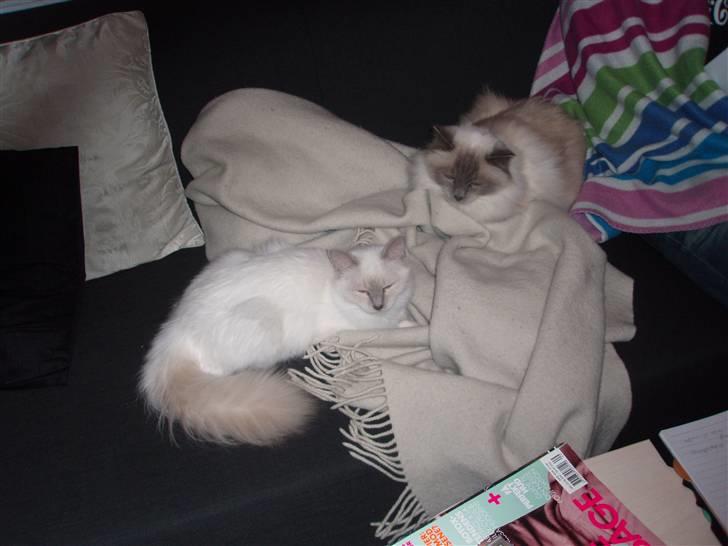 Hellig Birma Bella billede 2