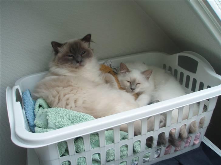 Hellig Birma Bella billede 3