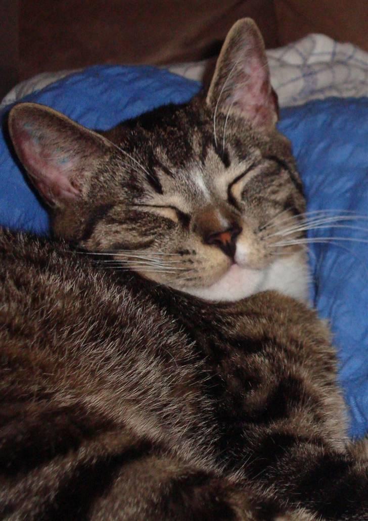 Huskat Tumle (Aflivet pga kronisk urinvejs problem) - Tumle der slapper af på dynen. billede 1