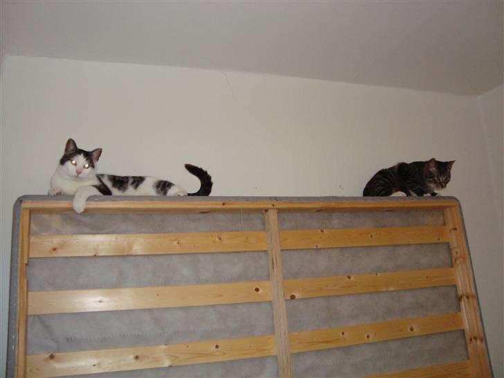 Huskat Tumle (Aflivet pga kronisk urinvejs problem) - Sengen er på højkant, så der er da fint plads til Tumle og Eddie billede 2