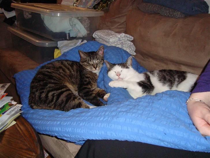 Huskat Tumle (Aflivet pga kronisk urinvejs problem) - Tumle og Eddie tager en slapper på dynen. billede 3