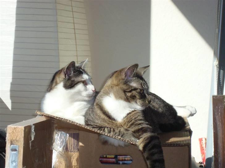 Huskat Tumle (Aflivet pga kronisk urinvejs problem) - Her på papkassen får man det hele med. billede 5