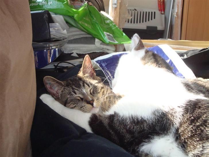 Huskat Tumle (Aflivet pga kronisk urinvejs problem) - Tumle bliver rengjort af Eddie billede 6