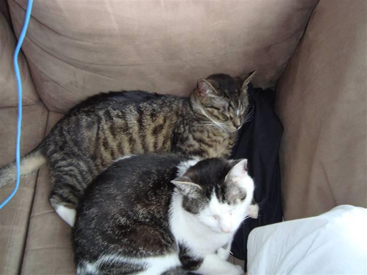 Huskat Tumle (Aflivet pga kronisk urinvejs problem) - Hjørnet er vores, her ligger vi og hygger. billede 7