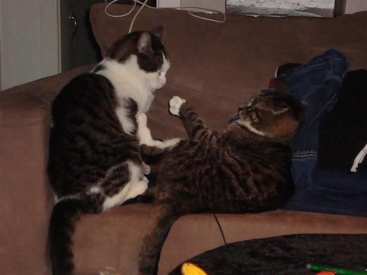 Huskat Tumle (Aflivet pga kronisk urinvejs problem) - Vi leger bare. billede 8