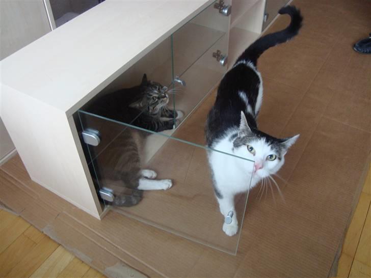 Huskat Tumle (Aflivet pga kronisk urinvejs problem) - Nyt møbel giver nye legepladser. billede 9