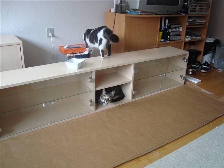 Huskat Tumle (Aflivet pga kronisk urinvejs problem) - Alle pladser som man kan stå eller ligge på bliver afprøvet. billede 10