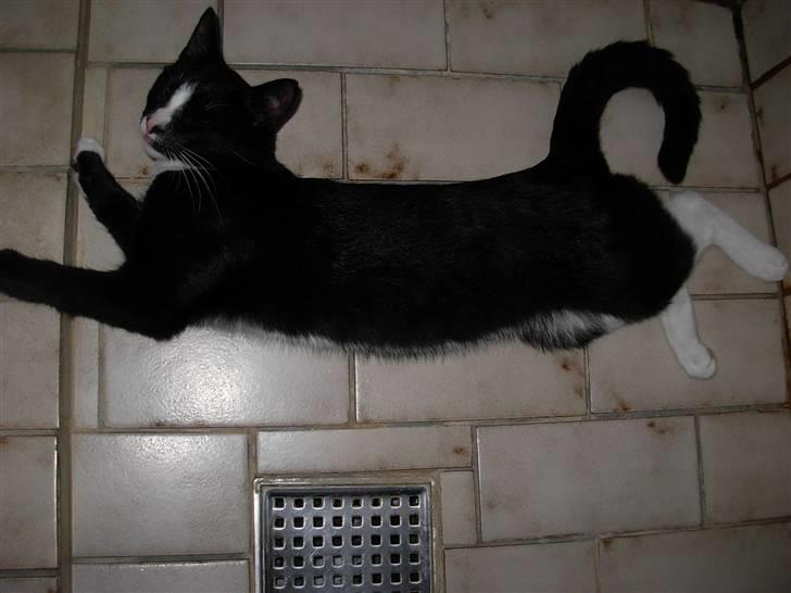 Huskat Nuzer<3 R.I.P.<3 - "You relished the sweet moments<3" billede 6