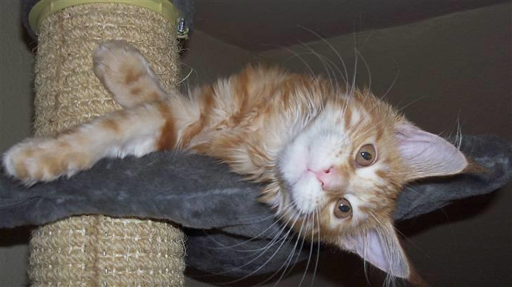 Maine Coon Dk. CaemsoCoon's Buddy Ho billede 17