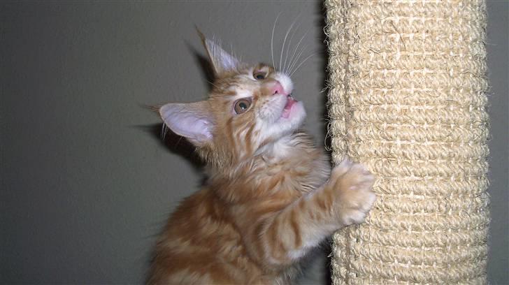 Maine Coon Dk. CaemsoCoon's Buddy Ho - Grrrrrrrr........Jeg spiser dig levende! billede 18