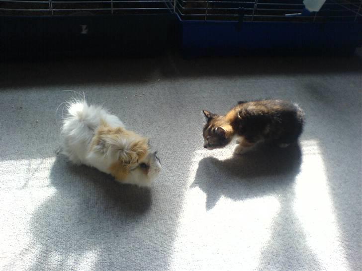 Huskat MIsse-lille  billede 7