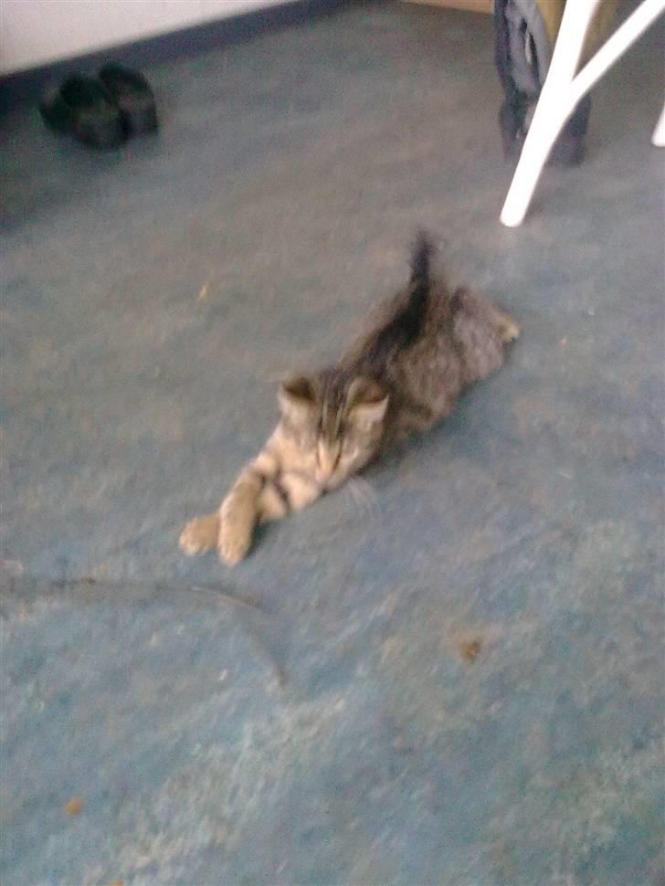 Huskat Tigermis billede 1