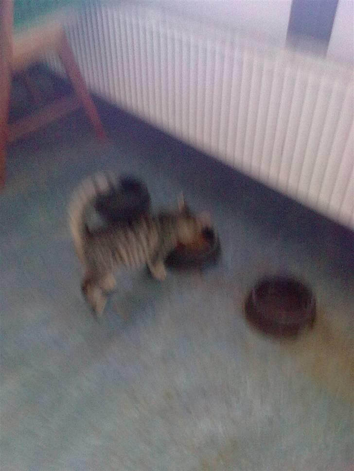 Huskat Tigermis billede 2