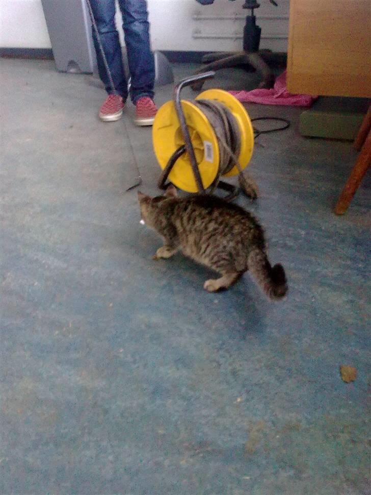 Huskat Tigermis billede 3