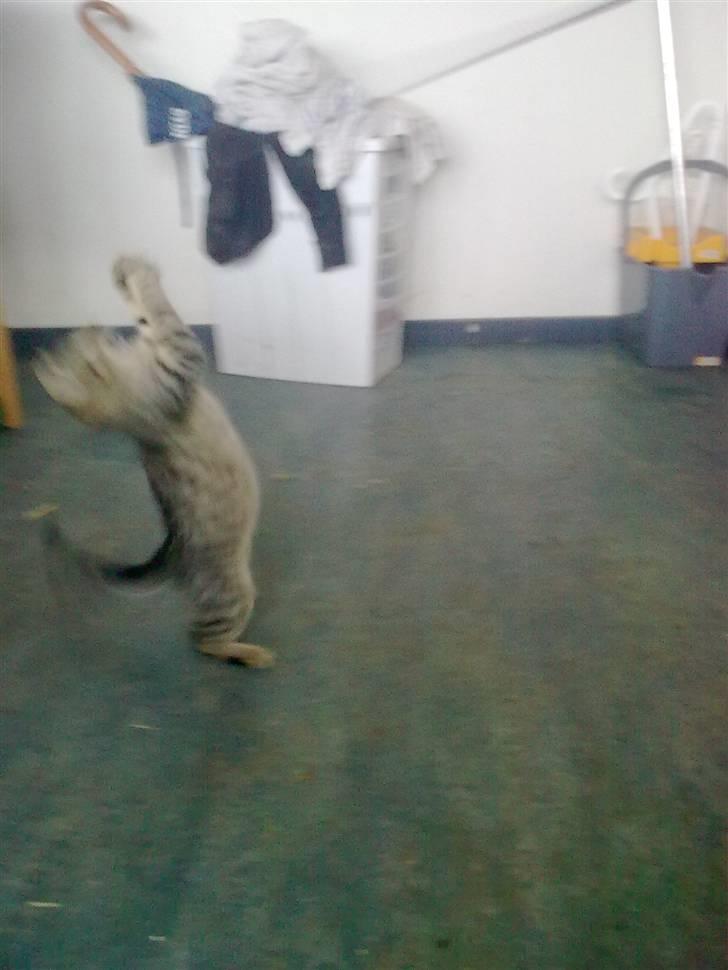 Huskat Tigermis - uuuuh en pisk :-) billede 4