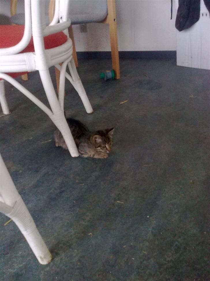 Huskat Tigermis billede 5